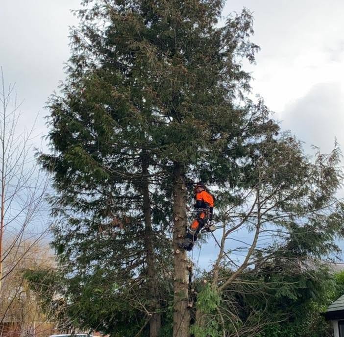 Climber working high in a tall conifer
