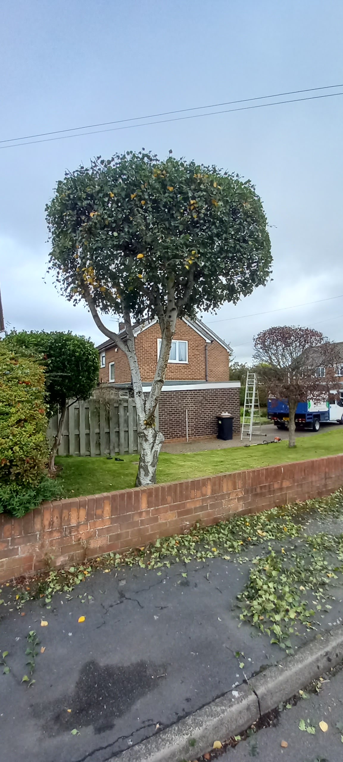 A tree neatly shaped into a rounded crown beside a garden wall