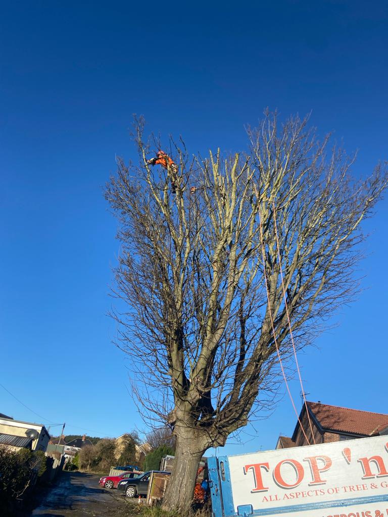 Climber high in a large bare tree, with the Top n Trim truck parked below