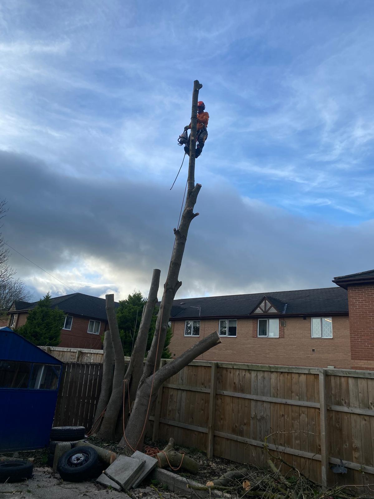 Climber dismantling a tall trunk in a back garden
