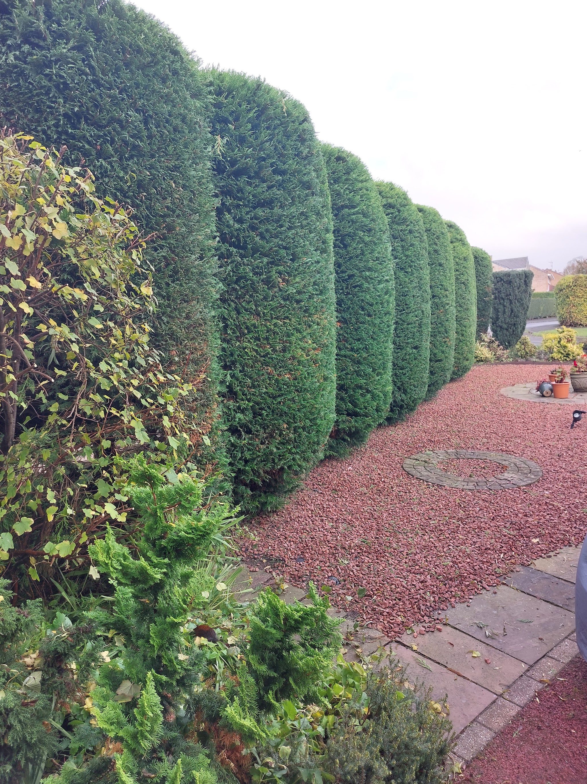A long row of neatly shaped conifer hedges along a garden path