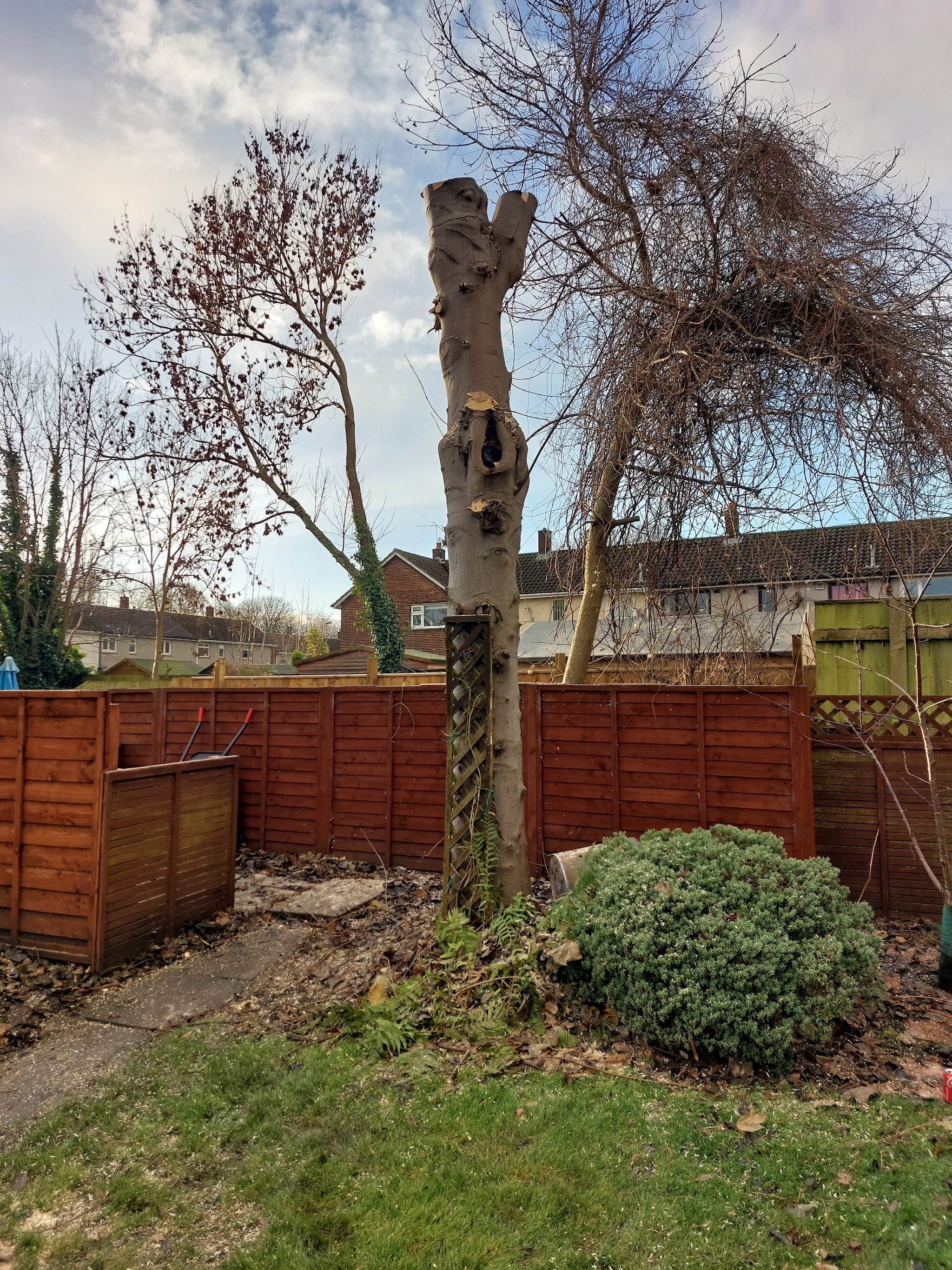 Tree reduced to a trunk in a fenced back garden