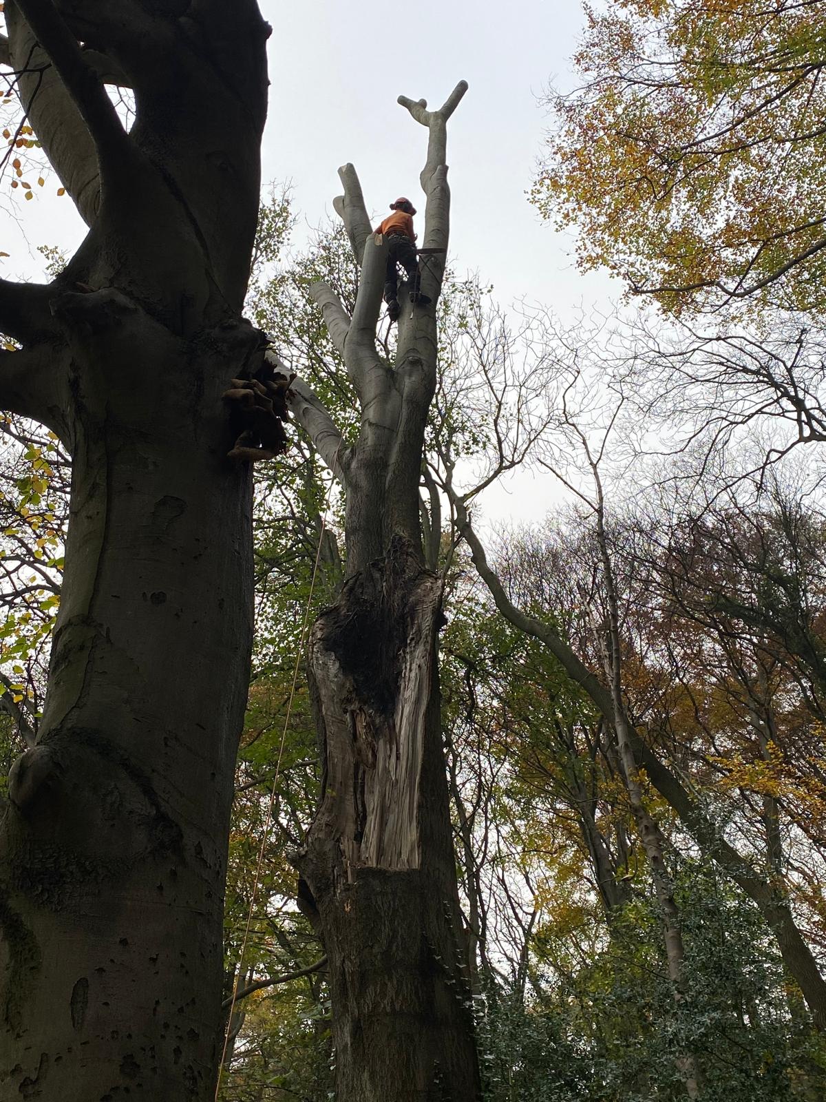 Climber at the top of a tall woodland tree