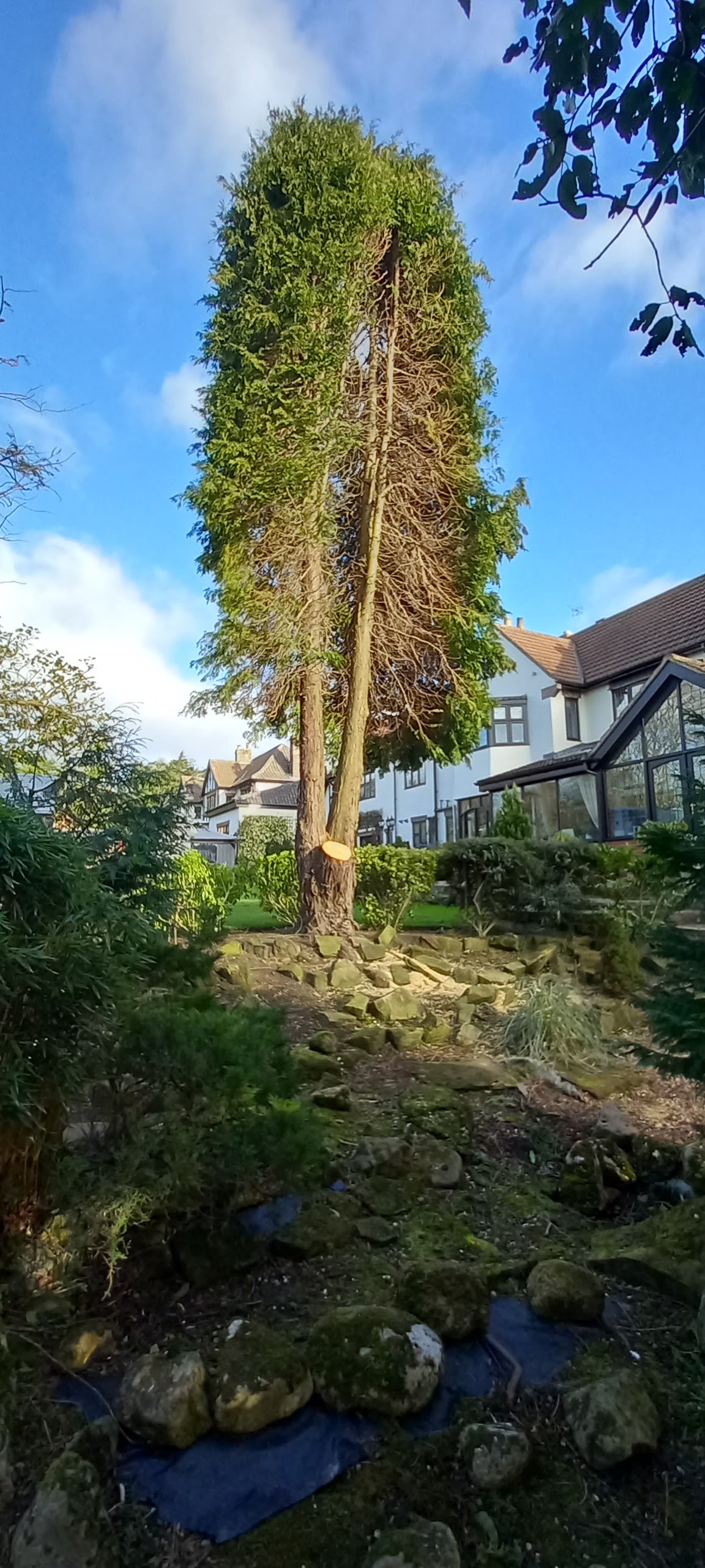 Tall conifer being reduced in a garden