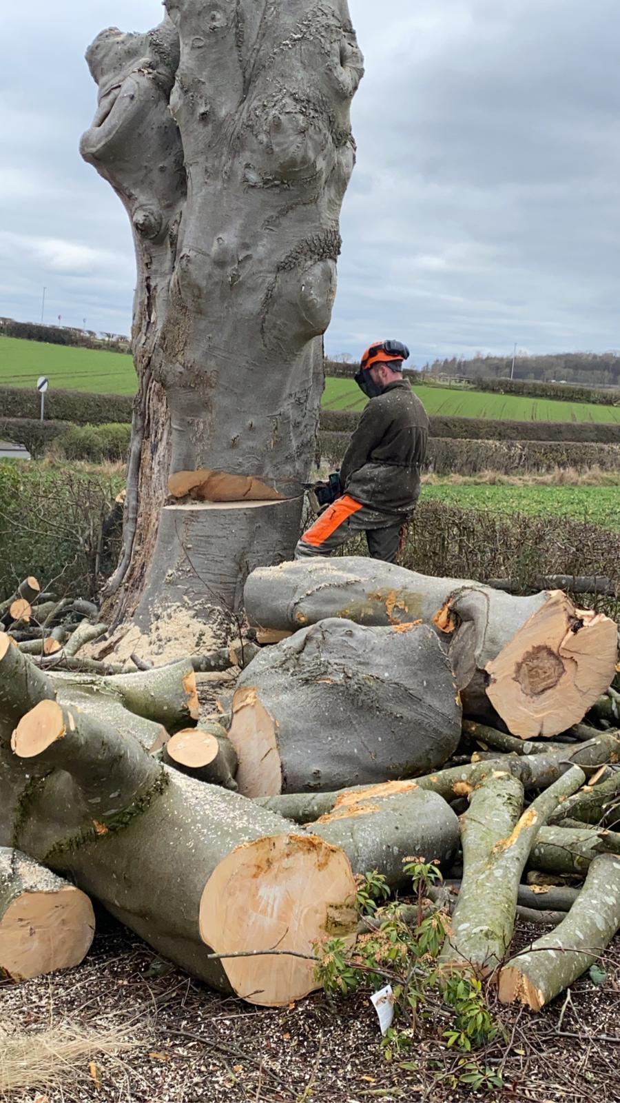 Chainsaw work on a huge felled trunk, with the sections stacked ready to clear